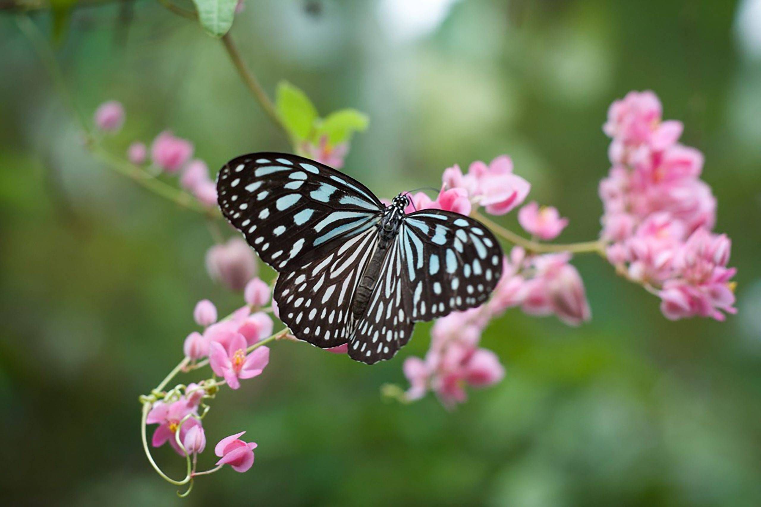 the thyroid is often called the butterfly gland